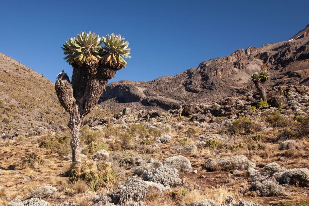 Climbing Kilimanjaro in August