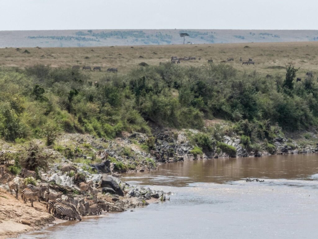 All you need to know about serengeti Migration