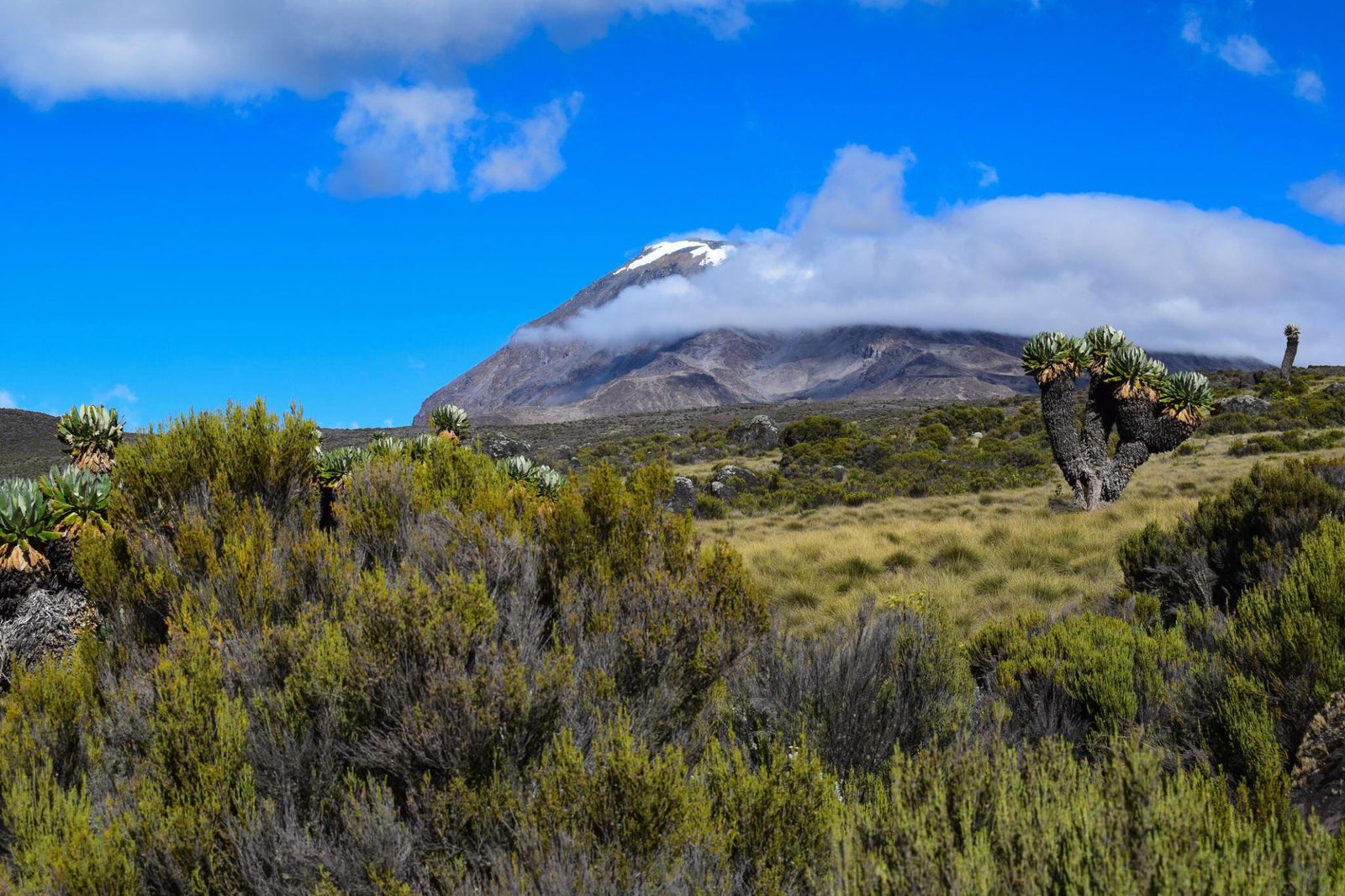 The Best Ultimate Affordable 5-Day Marangu Route Trek