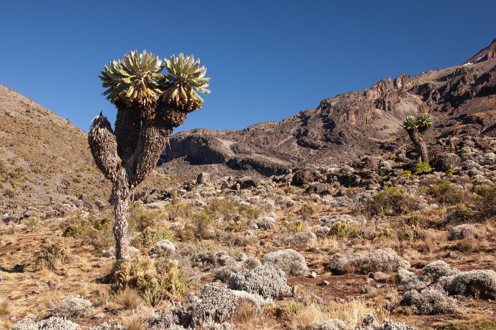 Lemosho 8 Days Kilimanjaro Trek /Hiking