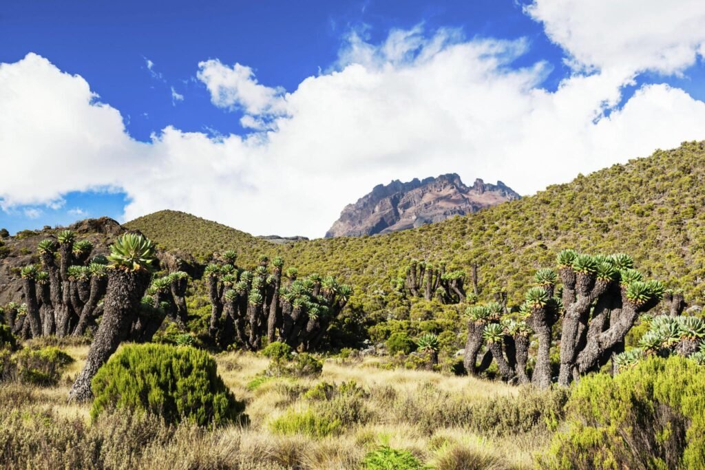 Marangu 5 Days Trekking Itinerary -Kilimanjaro climbing is the best Kilimanjaro climbing tour that leads adventurers through an unforgettable journey to Africa's rooftop. 